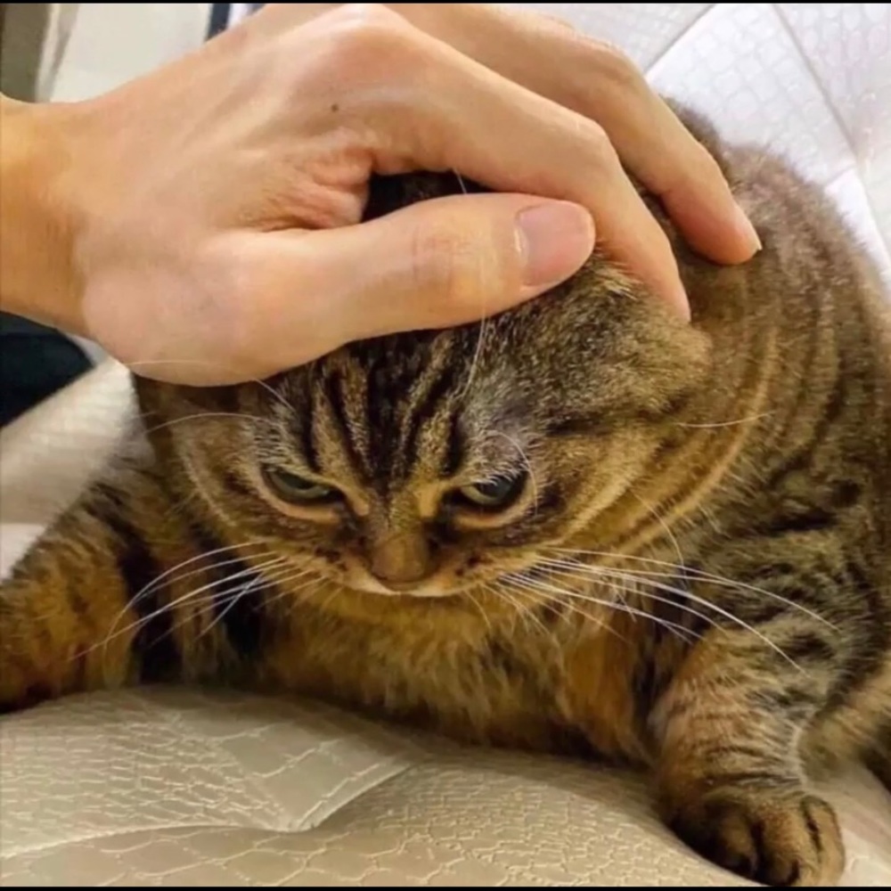 Meet your Idiot, Logan